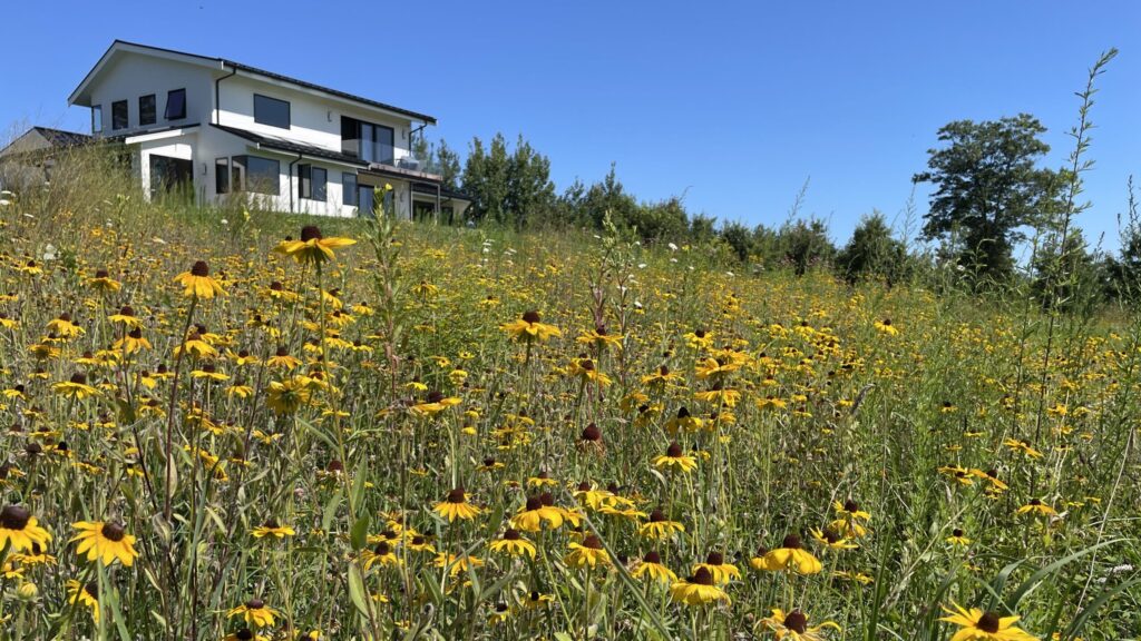 Modern white home on a hillside overlooking a meadow of blooming black-eyed Susans and native grasses, illustrating a naturalized lawn under a clear blue sky.